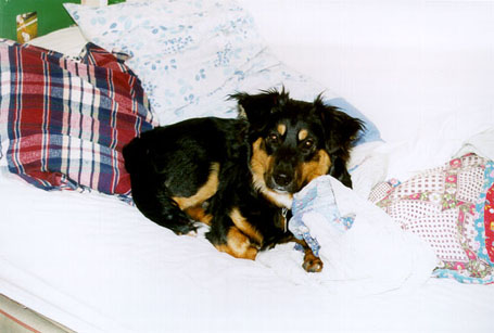 Becket laying on Sarah's bed