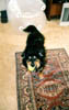 Becket with a tennis ball